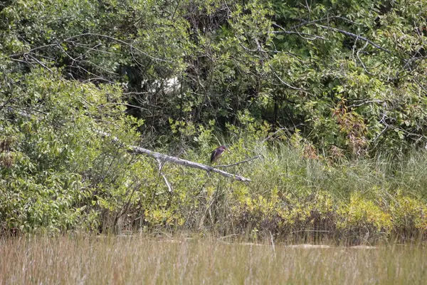 Kırmızı balıkçıl (ardea alba) doğal habitatta, Florida, ABD