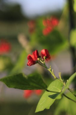 Bahçedeki kırmızı çiçekler
