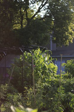 Güzel botanik fotoğrafı, doğal duvar kağıdı.