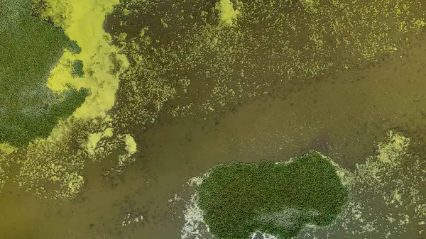 Su yüzeyli yeşil göl manzaralı. Drone görünümü.