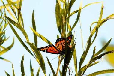 Yaprağın üzerinde kelebek