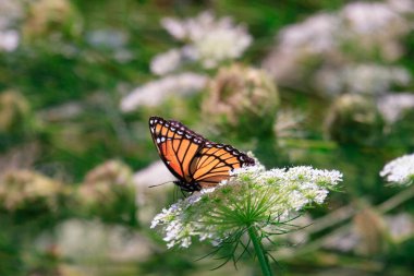 Bir kelebeğin çiçek üzerindeki yakın çekimi.