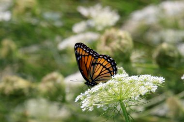 Güzel çiçekleri arkaplan olarak kapat