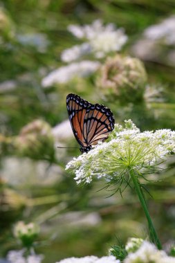 Çiçekteki güzel kelebek