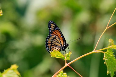 Bahçedeki bir kelebeğin seçici odak noktası.