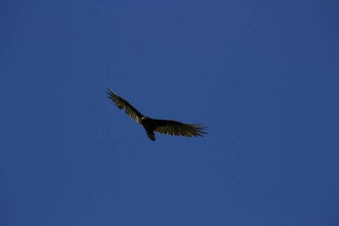 Kuş gökyüzünde uçuyor.