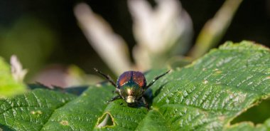 Yeşil çimen arka planında siyah beyaz bir böceğin yakın plan çekimi.