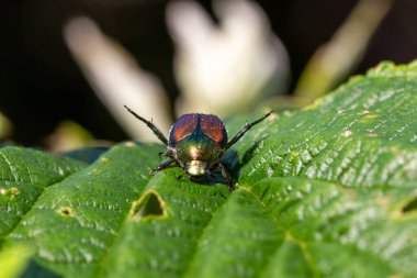 Yeşil yapraklı bir böceğin yakın çekimi.