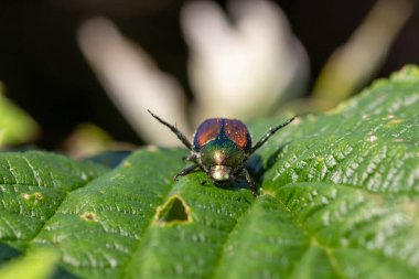 Yeşil yapraklı böcek. makro fotoğraf.