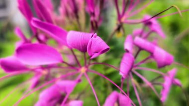 Bahçedeki çiçekleri kapat.