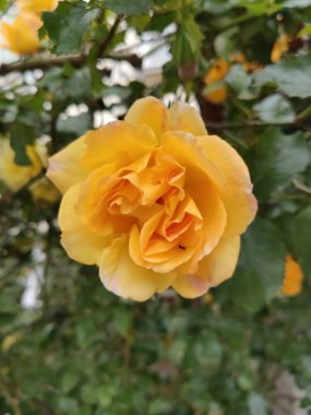 Yapraksı yeşillik, doğal zarafet ve sükunet ile çevrili güzel sarı bir gülü canlı bir şekilde yakalamak..