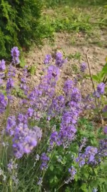 Sunlit Garden 'daki Lavanta Çiçeklerinden Nektar Toplayan Arı