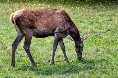 Avrupa kızıl geyiği (Cervus elaphus) - Polonya 'nın Bialowieza Ormanı' nda dişi