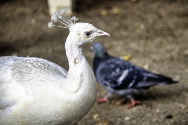 Polonya 'daki Varşova, Polonya' daki Leucistik Hintli tavus kuşu