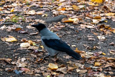 Polonya 'da Varşova, Polonya parkında karga ya da kapüşonlu karga olarak da bilinir.