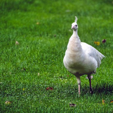 Polonya 'daki Varşova, Polonya' daki Leucistik Hintli tavus kuşu