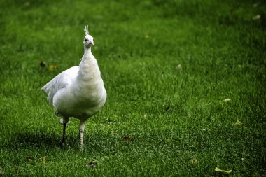 Polonya 'daki Varşova, Polonya' daki Leucistik Hintli tavus kuşu