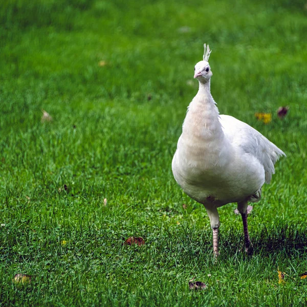 Polonya 'daki Varşova, Polonya' daki Leucistik Hintli tavus kuşu