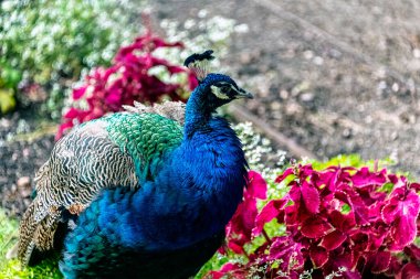 Polonya parkındaki Hintli tavus kuşu - Varşova, Polonya