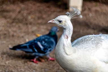 Polonya 'daki Varşova, Polonya' daki Leucistik Hintli tavus kuşu