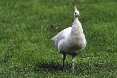 Polonya 'daki Varşova, Polonya' daki Leucistik Hintli tavus kuşu