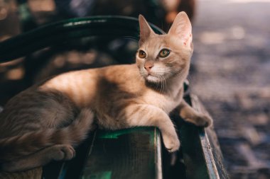 Karadağ 'ın Kotor kentinde, Avrupa' da bir bankta dinlenen sevimli sokak kedisi.