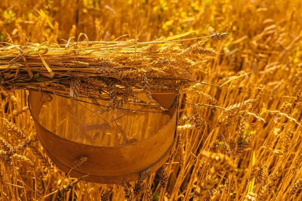 小麦畑で小麦粉と小麦をふるいにかける古いふるい — ストック写真
