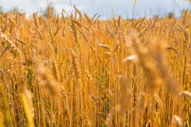 Mavi gökyüzü olan buğday tarlası resmi, yaz günü.