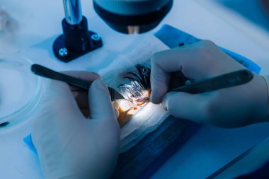 Laboratuvarda adli tıp incelemesi. Adli tabip saçı DNA kanıtıyla inceliyor.