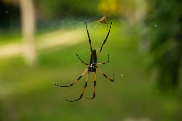 塞舌尔的红脚金蜘蛛 — 图库照片