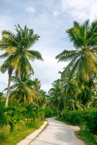 stock image Hike along the jungle trail lined with palm trees and lots of greenery on La Digue Island in the Seychelles