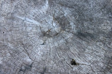 Eski ahşap arkaplan dokusu