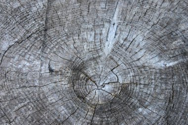 Ortasında kesik olan eski bir kütük..