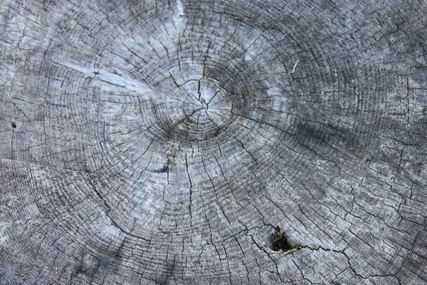 Eski ahşap arkaplan dokusu