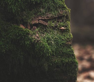 Ormanda yeşil yosun