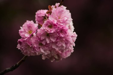 Güzel botanik fotoğrafı, doğal duvar kağıdı.