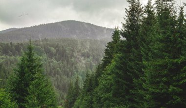 güzel dağ manzarası ile orman