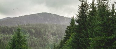 Arkasında köknar ağaçları ve sis olan dağ ormanı