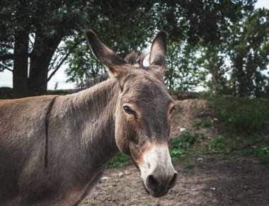 bir alan içinde eşek