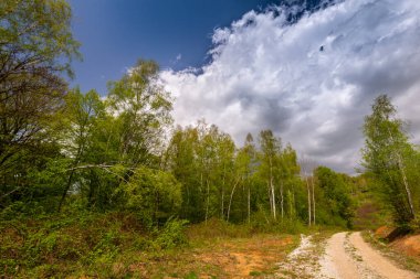 İlkbaharda ormanda yürüyüş yolu, yemyeşil bitki örtüsüyle