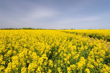 Yazın başında güzel kanola tarlaları ve kırsal yol