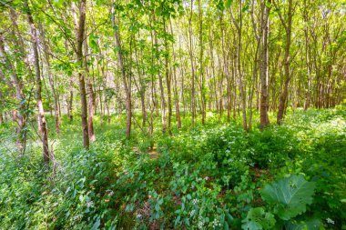 İlkbaharda ormanda yürüyüş yolu, yemyeşil bitki örtüsüyle