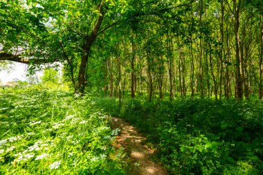 Hiking path in the forest in spring, with lush green vegetation clipart