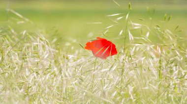 Isolated wild red poppy flower in remote rural field in early summer