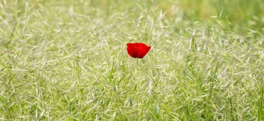 Isolated wild red poppy flower in remote rural field in early summer