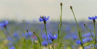 Bee in a field of wild blue flowers, chamomile and wild daisies in spring, in remote rural area