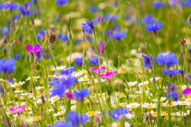 Bee in a field of wild blue flowers, chamomile and wild daisies in spring, in remote rural area