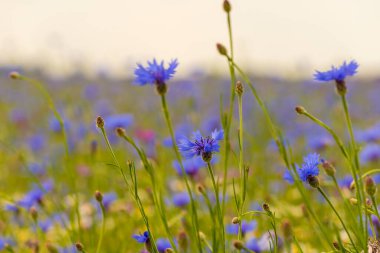 Field of wild blue flowers, chamomile and wild daisies in spring, in remote rural area