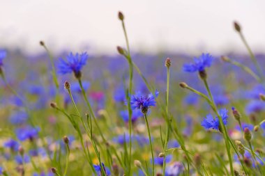 Field of wild blue flowers, chamomile and wild daisies in spring, in remote rural area