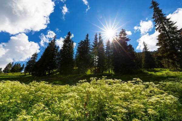 Pastwisko Dzikimi Kwiatami Jodłami Słoneczny Poranek Górach — Zdjęcie stockowe